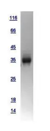 Human Wnt3a protein, His tag. GTX109037-pro