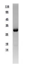 Human MTAP protein, His tag. GTX109117-pro
