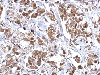 Anti-BCL10 antibody [N1C3] used in IHC (Paraffin sections) (IHC-P). GTX109159