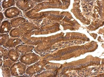 Anti-SBDS antibody [N1C3] used in IHC (Paraffin sections) (IHC-P). GTX109168