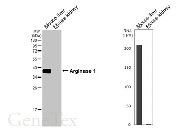 Anti-Arginase 1 antibody used in Western Blot (WB). GTX109242