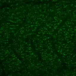Anti-NHP2L1 antibody [N1C3] used in IHC (Whole mount) (IHC-Wm). GTX109247