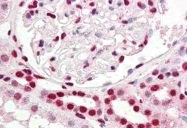 Anti-IRF6 antibody, C-term used in IHC (Paraffin sections) (IHC-P). GTX10925