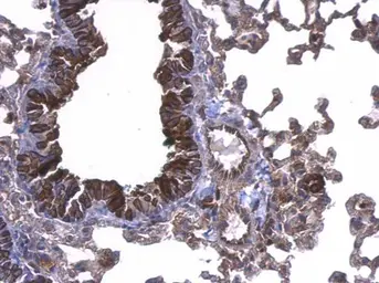 Anti-UBE2D1 antibody used in IHC (Paraffin sections) (IHC-P). GTX109257