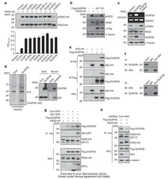 Anti-DUSP26 antibody [N1C1] used in Western Blot and Immunoprecipitation (WB IP). GTX109283