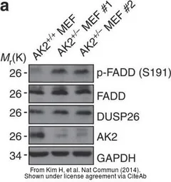 Anti-DUSP26 antibody [N1C1] used in Western Blot (WB). GTX109283
