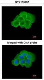 Anti-KHS antibody [N3C1], Internal used in Immunocytochemistry/ Immunofluorescence (ICC/IF). GTX109297