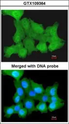 Anti-ZNF259 antibody [N3C3] used in Immunocytochemistry/ Immunofluorescence (ICC/IF). GTX109364