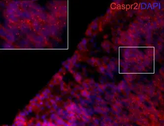 Anti-Caspr2 antibody [N2N3] used in IHC (Frozen sections) (IHC-Fr). GTX109389
