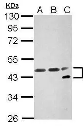 Anti-NFYA antibody used in Western Blot (WB). GTX109511