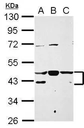 Anti-NFYA antibody used in Western Blot (WB). GTX109511