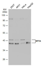 Anti-NFYA antibody used in Western Blot (WB). GTX109511