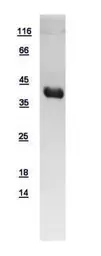 Human UFD1L protein, His tag. GTX109579-pro