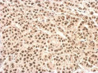 Anti-XRCC4 antibody used in IHC (Paraffin sections) (IHC-P). GTX109632
