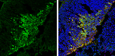 Anti-PGP9.5 antibody used in IHC (Frozen sections) (IHC-Fr). GTX109637