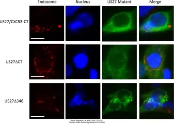Anti-EEA1 antibody [C3], C-term used in Immunocytochemistry/ Immunofluorescence (ICC/IF). GTX109638