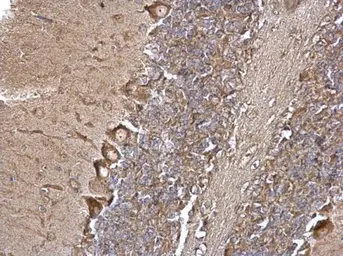 Anti-EEA1 antibody [C3], C-term used in IHC (Paraffin sections) (IHC-P). GTX109638