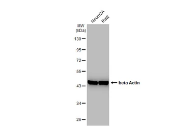 Anti-beta Actin antibody used in Western Blot (WB). GTX109639