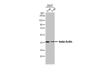 Anti-beta Actin antibody used in Western Blot (WB). GTX109639
