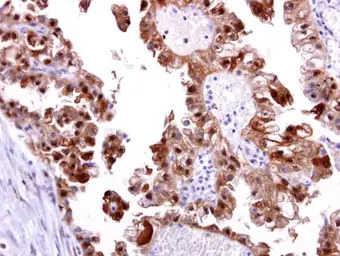 Anti-DNA-PKcs antibody [C3], C-term used in IHC (Paraffin sections) (IHC-P). GTX109673