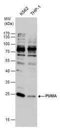 Anti-PUMA antibody [C2C3], C-term used in Western Blot (WB). GTX109675