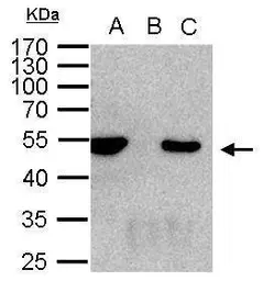 Anti-HDAC3 antibody [C3], C-term used in Immunoprecipitation (IP). GTX109679