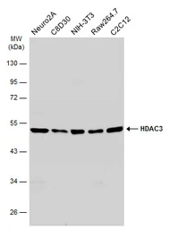 Anti-HDAC3 antibody [C3], C-term used in Western Blot (WB). GTX109679