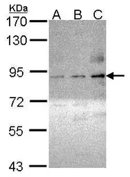 Anti-PKC theta (phospho Ser695) antibody used in Western Blot (WB). GTX109689
