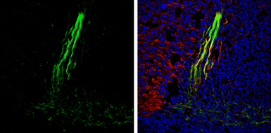 Anti-Gephyrin antibody [N2C1], Internal used in IHC (Frozen sections) (IHC-Fr). GTX109734