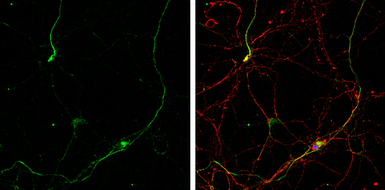 Anti-Gephyrin antibody [N2C1], Internal used in Immunocytochemistry/ Immunofluorescence (ICC/IF). GTX109734