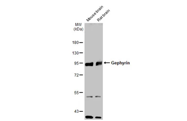 Anti-Gephyrin antibody [N2C1], Internal used in Western Blot (WB). GTX109734