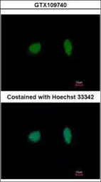 Anti-MCM4 antibody used in Immunocytochemistry/ Immunofluorescence (ICC/IF). GTX109740