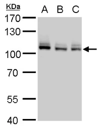 Anti-MCM4 antibody used in Western Blot (WB). GTX109740