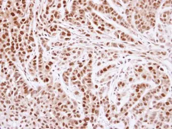 Anti-MCM4 antibody used in IHC (Paraffin sections) (IHC-P). GTX109740