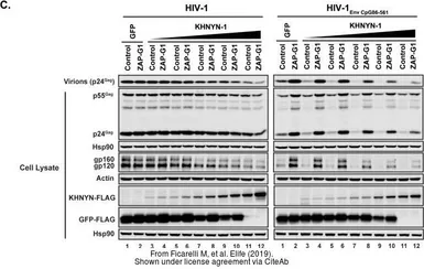 Anti-Hsp90 alpha antibody used in Western Blot (WB). GTX109753