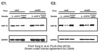 Anti-Hsp90 alpha antibody used in Western Blot (WB). GTX109753