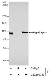 Anti-Hsp90 alpha antibody used in Immunoprecipitation (IP). GTX109753