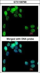 Anti-EIF2B epsilon antibody used in Immunocytochemistry/ Immunofluorescence (ICC/IF). GTX109799