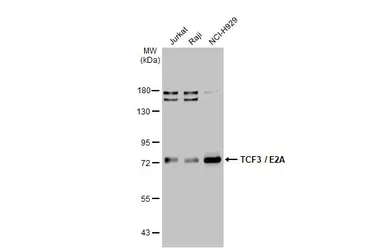 Anti-TCF3 / E2A antibody used in Western Blot (WB). GTX109885