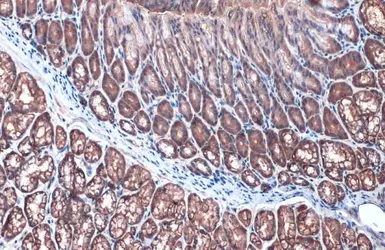 Anti-Villin antibody used in IHC (Paraffin sections) (IHC-P). GTX109940