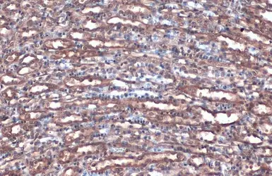 Anti-Villin antibody used in IHC (Paraffin sections) (IHC-P). GTX109940
