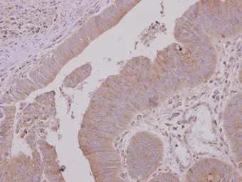 Anti-USH1G antibody [N2C2], Internal used in IHC (Paraffin sections) (IHC-P). GTX109975