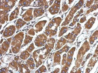 Anti-CFHR5 antibody used in IHC (Paraffin sections) (IHC-P). GTX109982