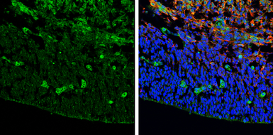 Anti-ZIC3 antibody [N3C3] used in IHC (Frozen sections) (IHC-Fr). GTX109987