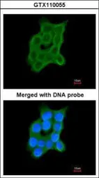 Anti-CRTAP antibody [N2C3-2] used in Immunocytochemistry/ Immunofluorescence (ICC/IF). GTX110055
