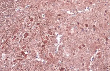 Anti-NF-H antibody used in IHC (Paraffin sections) (IHC-P). GTX110065