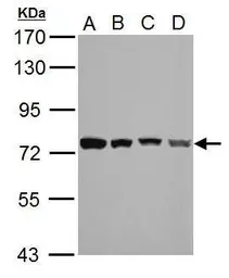 Anti-HSPA2 antibody used in Western Blot (WB). GTX110079