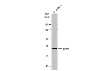 Anti-cIAP1 antibody used in Western Blot (WB). GTX110087