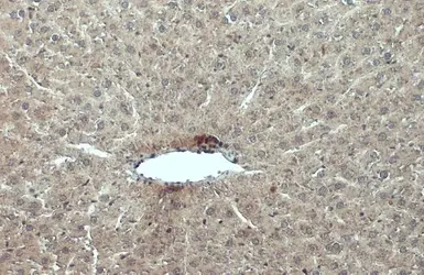 Anti-cIAP1 antibody used in IHC (Paraffin sections) (IHC-P). GTX110087