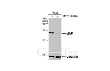 Anti-cIAP1 antibody used in Western Blot (WB). GTX110087